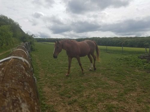 Hiking Yonne