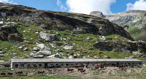 Randonnée Pédestre Vallée d'Aoste